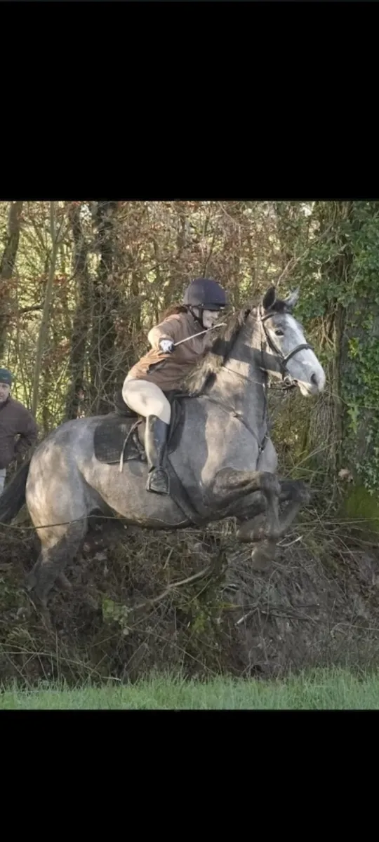 5 yo Luke Skywalker gelding - Image 4