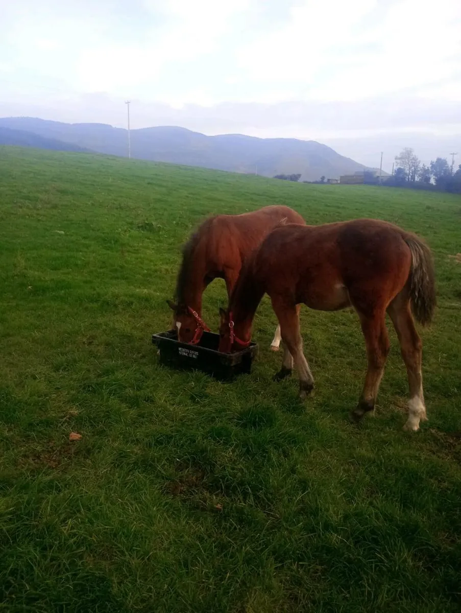 ISH COLT FOALS - Image 2