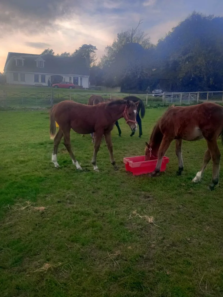 ISH COLT FOALS - Image 3