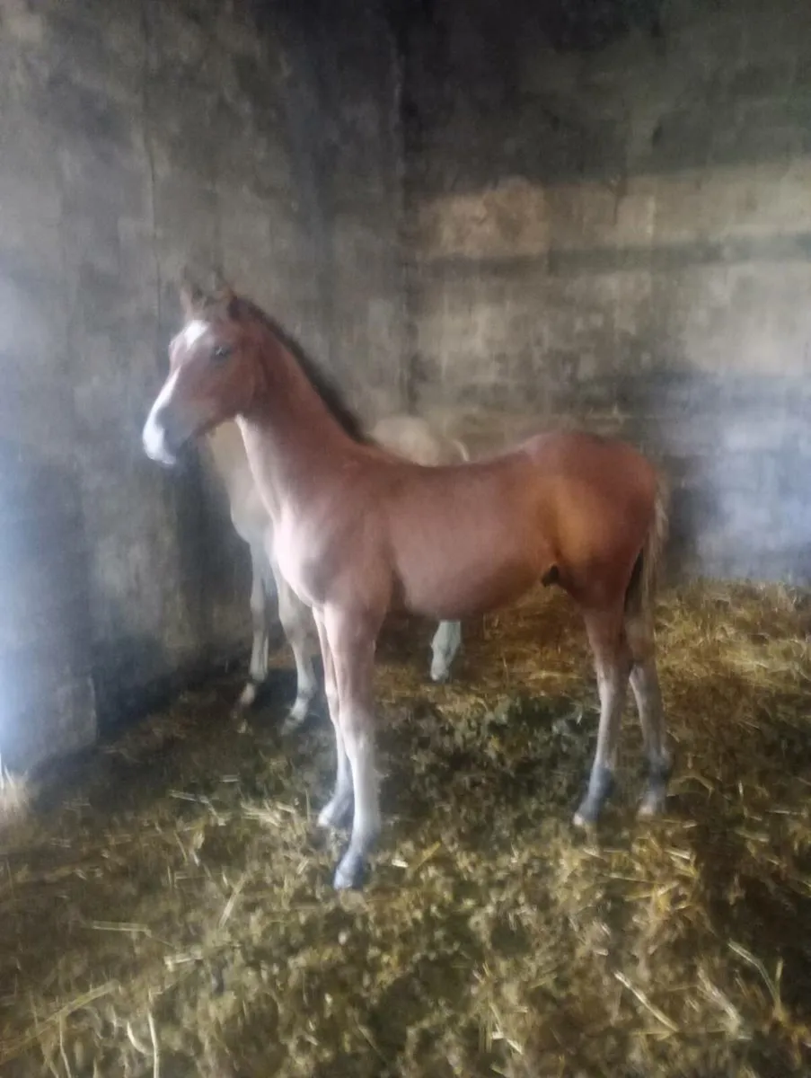 ISH COLT FOALS - Image 1