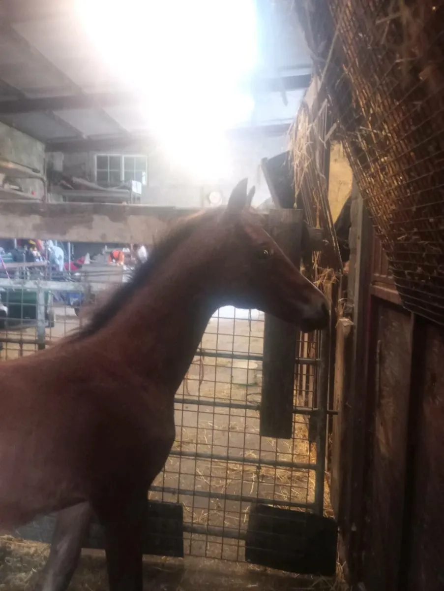 ISH COLT FOALS - Image 4