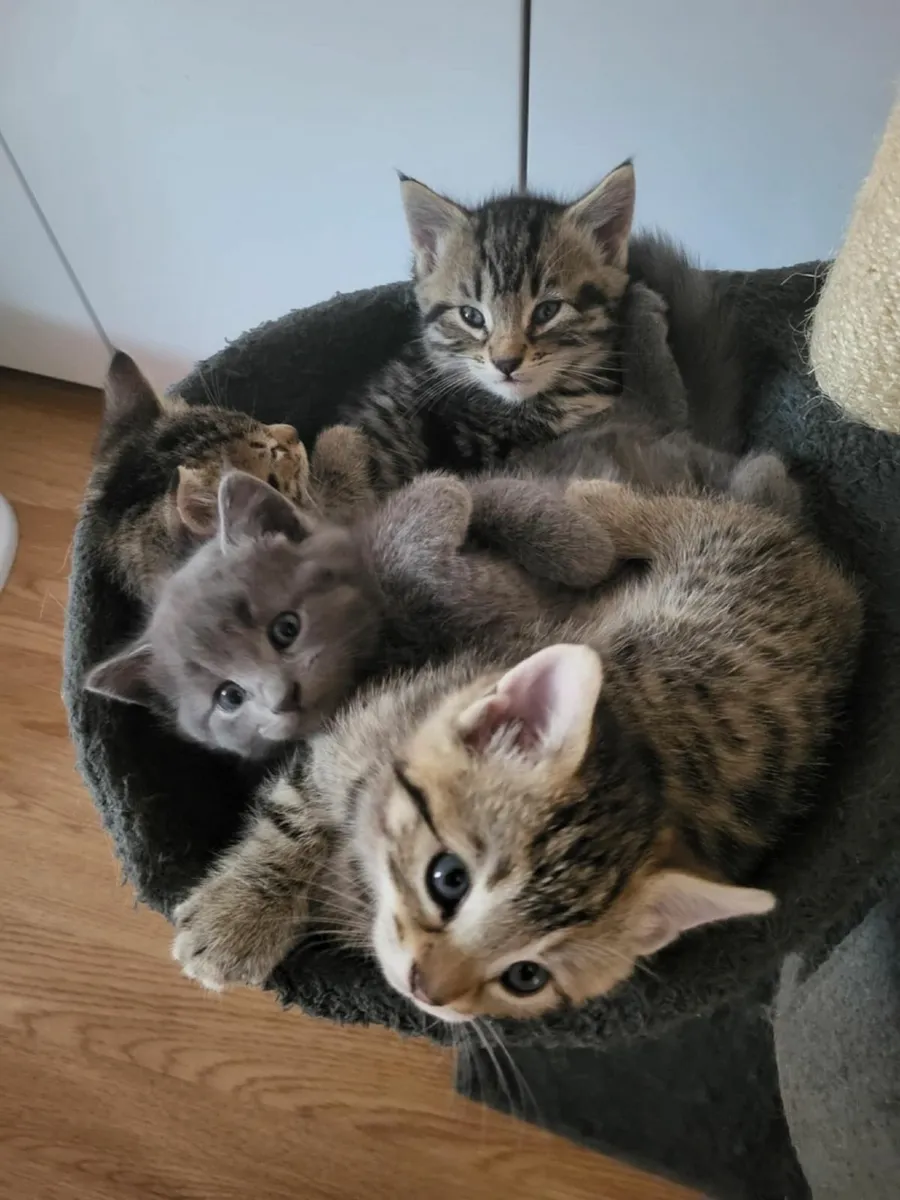 Kittens - Image 1