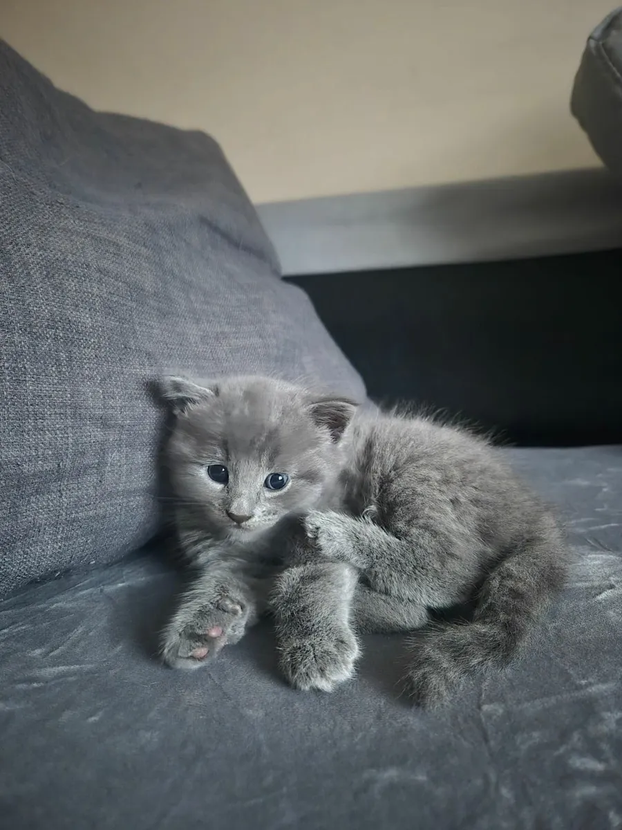 Kittens - Image 2
