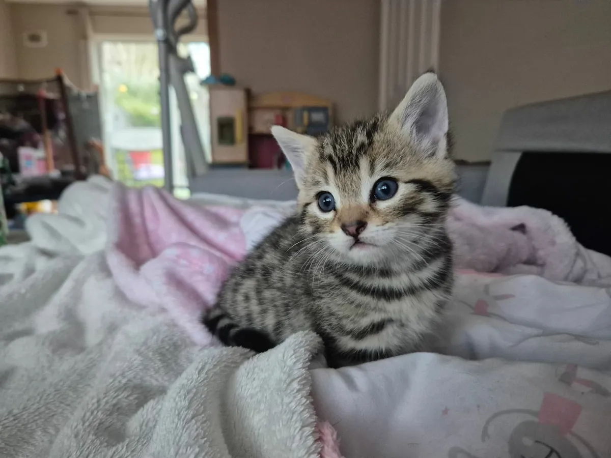 Kittens - Image 3