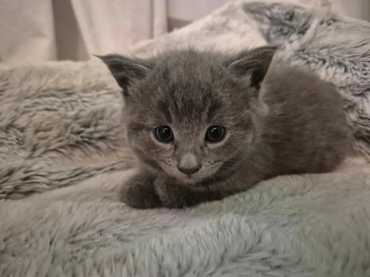 Kittens - Image 4