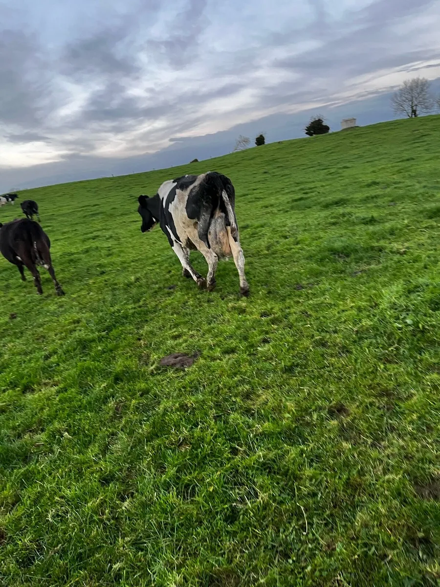 Cow for sale - Image 1