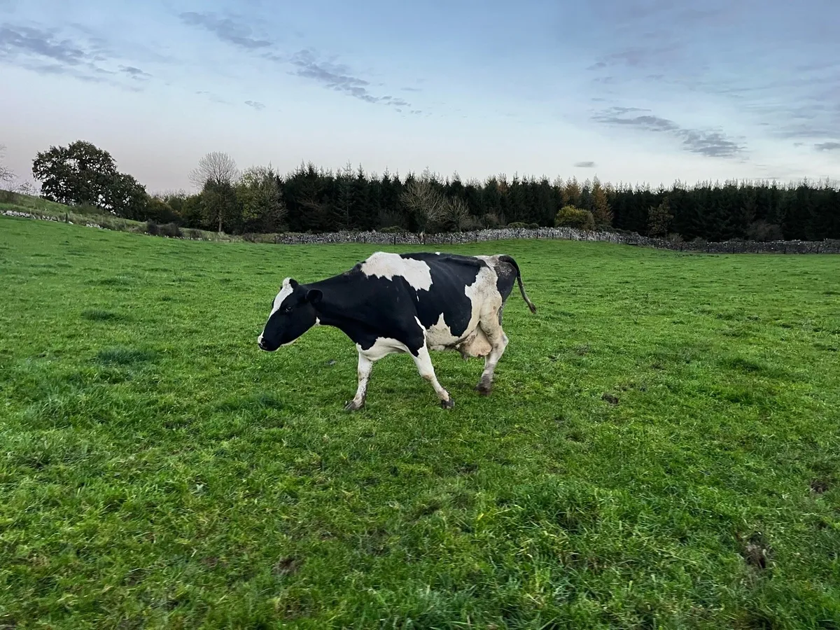 Cow for sale - Image 2