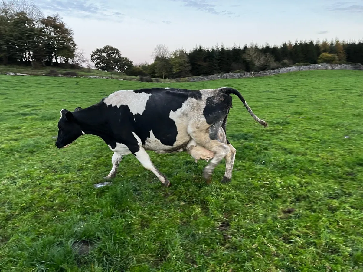 Cow for sale - Image 3