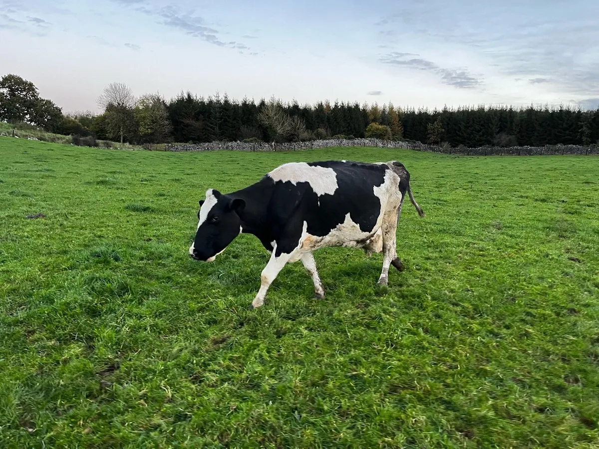 Cow for sale - Image 4