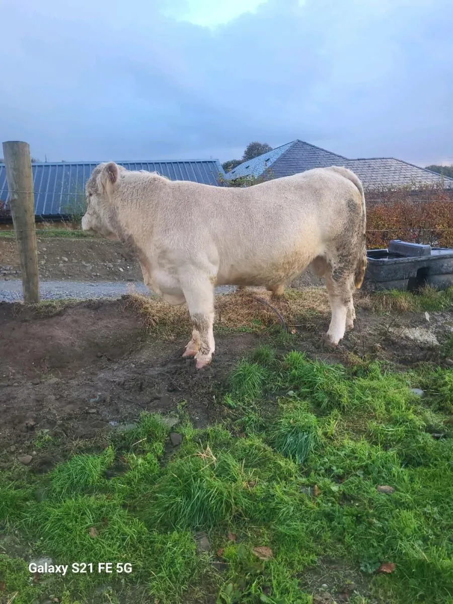 PBR Charolais Bull - Image 1