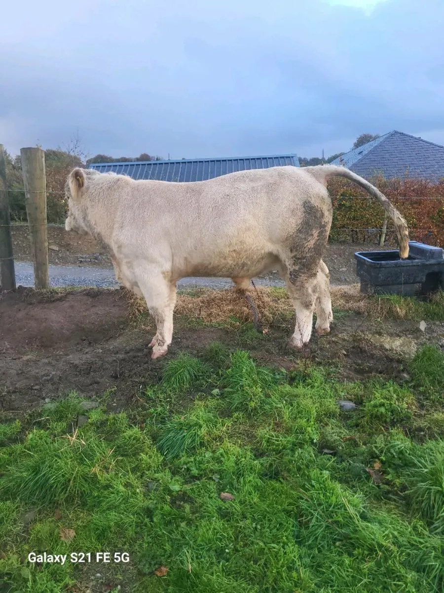 PBR Charolais Bull - Image 2