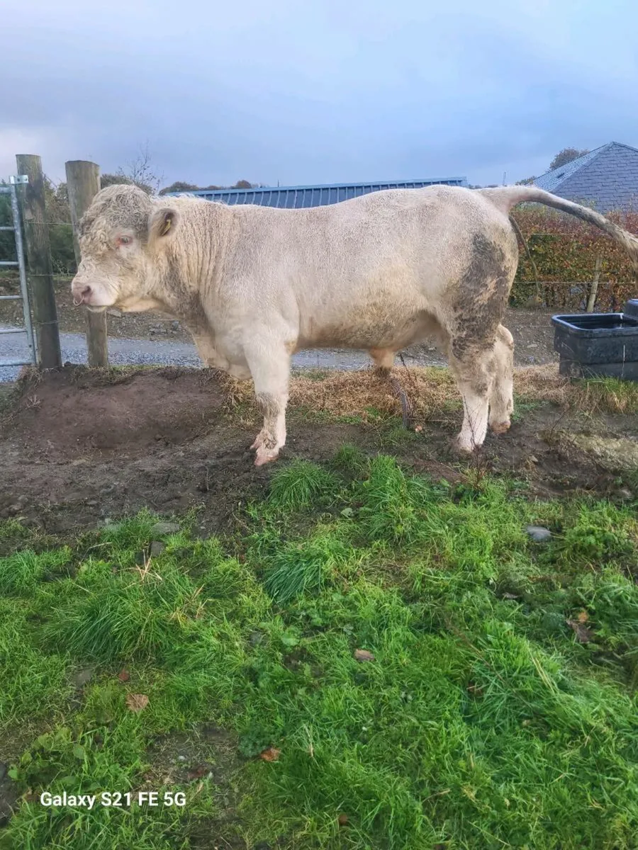 PBR Charolais Bull - Image 3