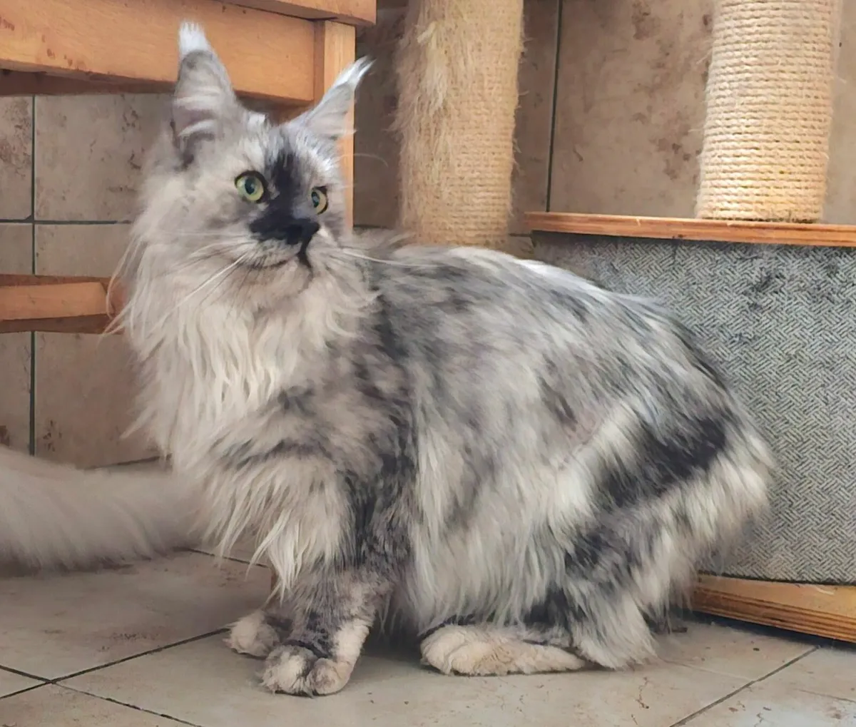 Maine coon female - Image 1