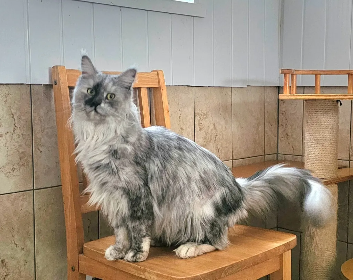 Maine coon female - Image 2