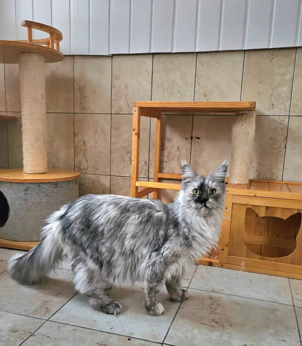 Maine coon female - Image 3