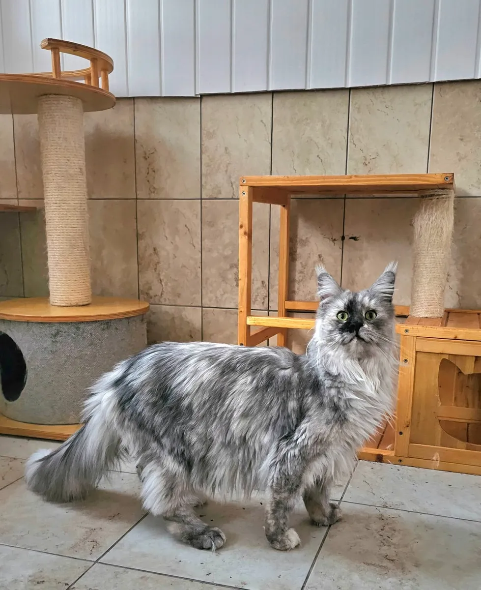 Maine coon female - Image 4