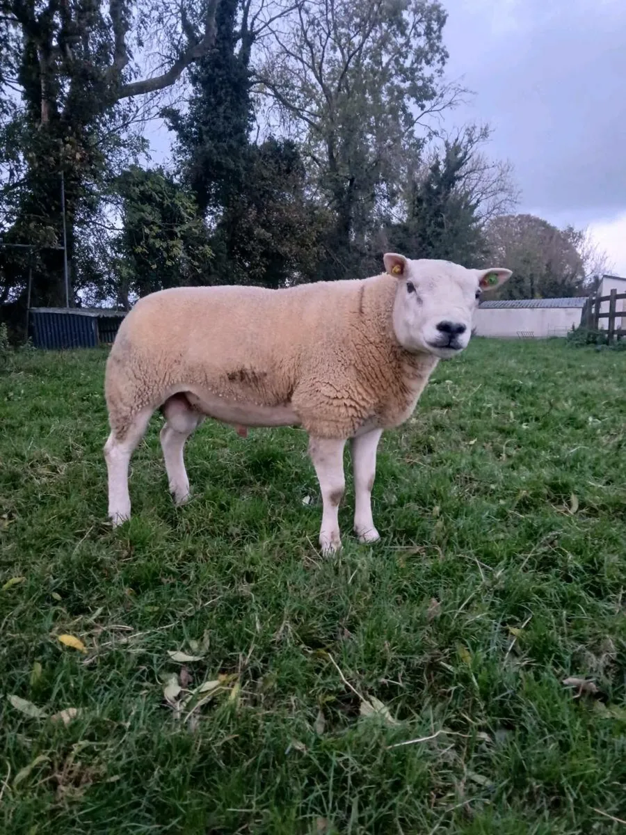 SIS TEXEL HOGGET - Image 1