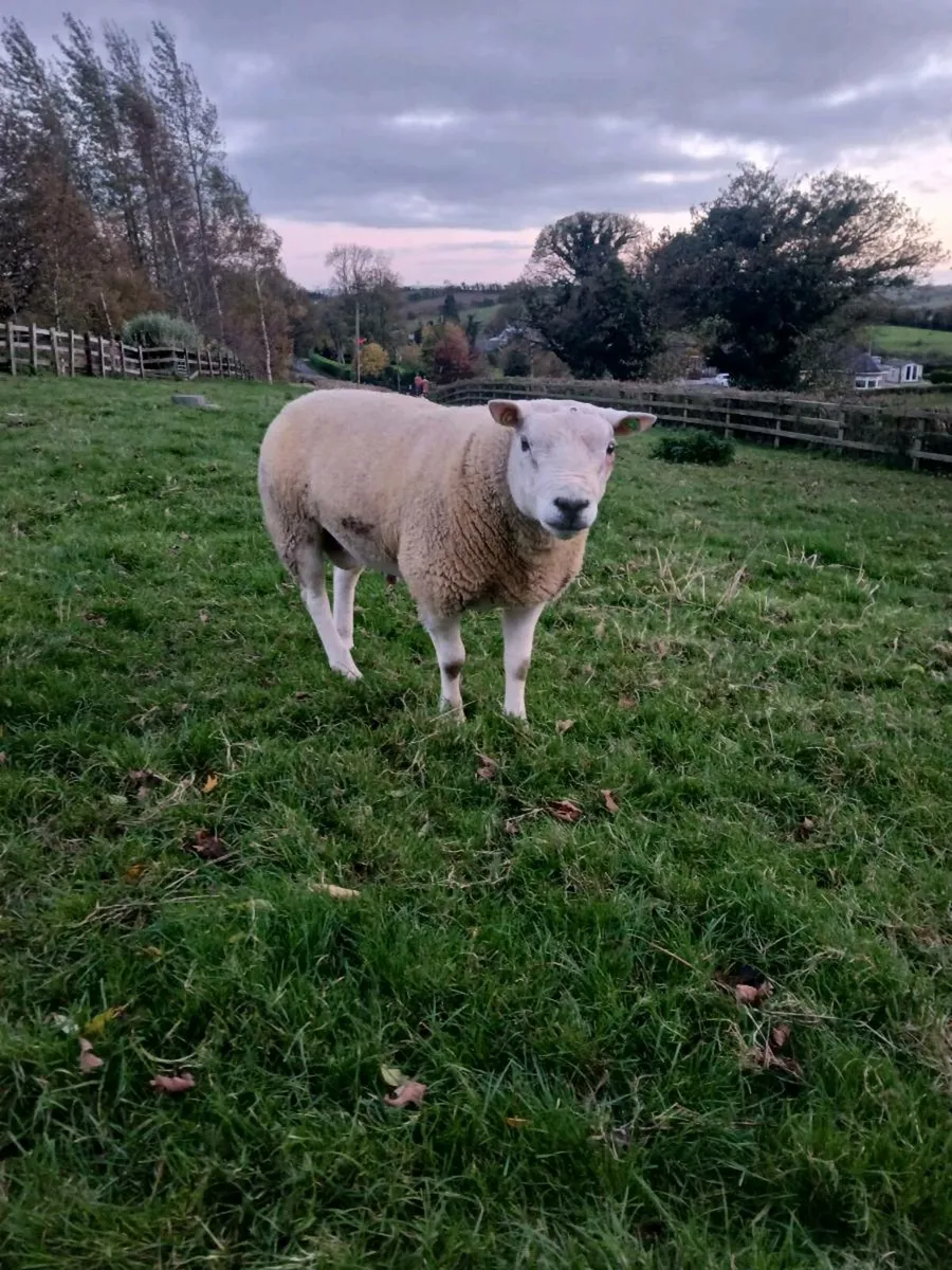 SIS TEXEL HOGGET - Image 2