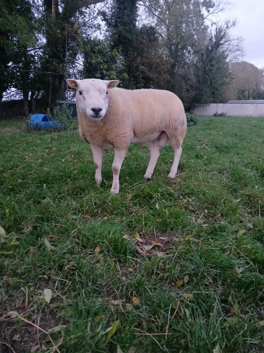 SIS TEXEL HOGGET - Image 3