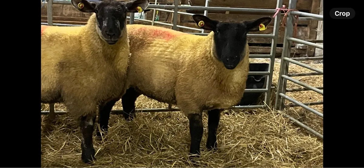 Two Suftex Ewe Lambs - Image 1