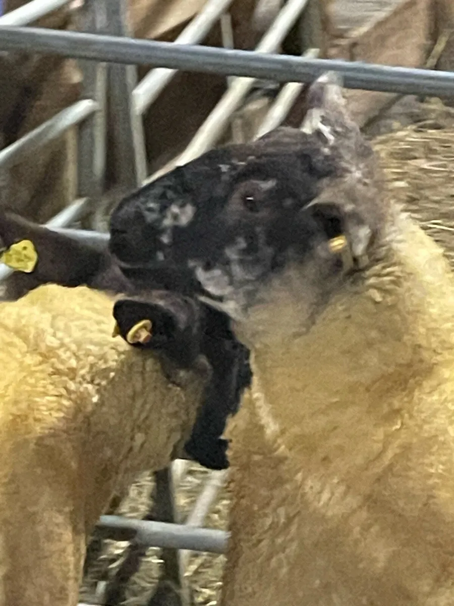 Two Suftex Ewe Lambs - Image 2