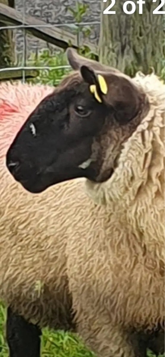 Two Suftex Ewe Lambs - Image 3