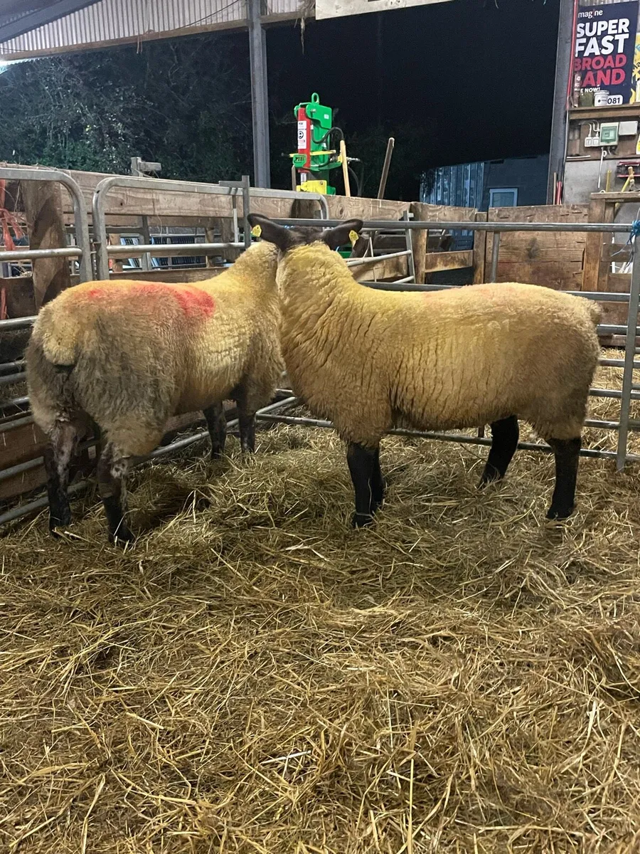 Two Suftex Ewe Lambs - Image 4