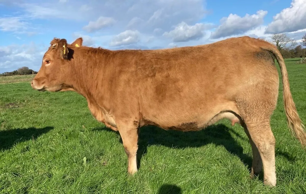 1st Time Cow and Calf , 2 Limousin Springers - Image 1