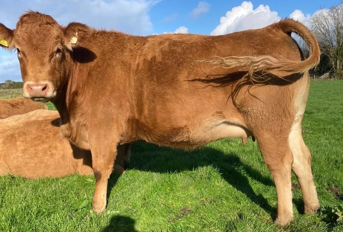 1st Time Cow and Calf , 2 Limousin Springers - Image 2