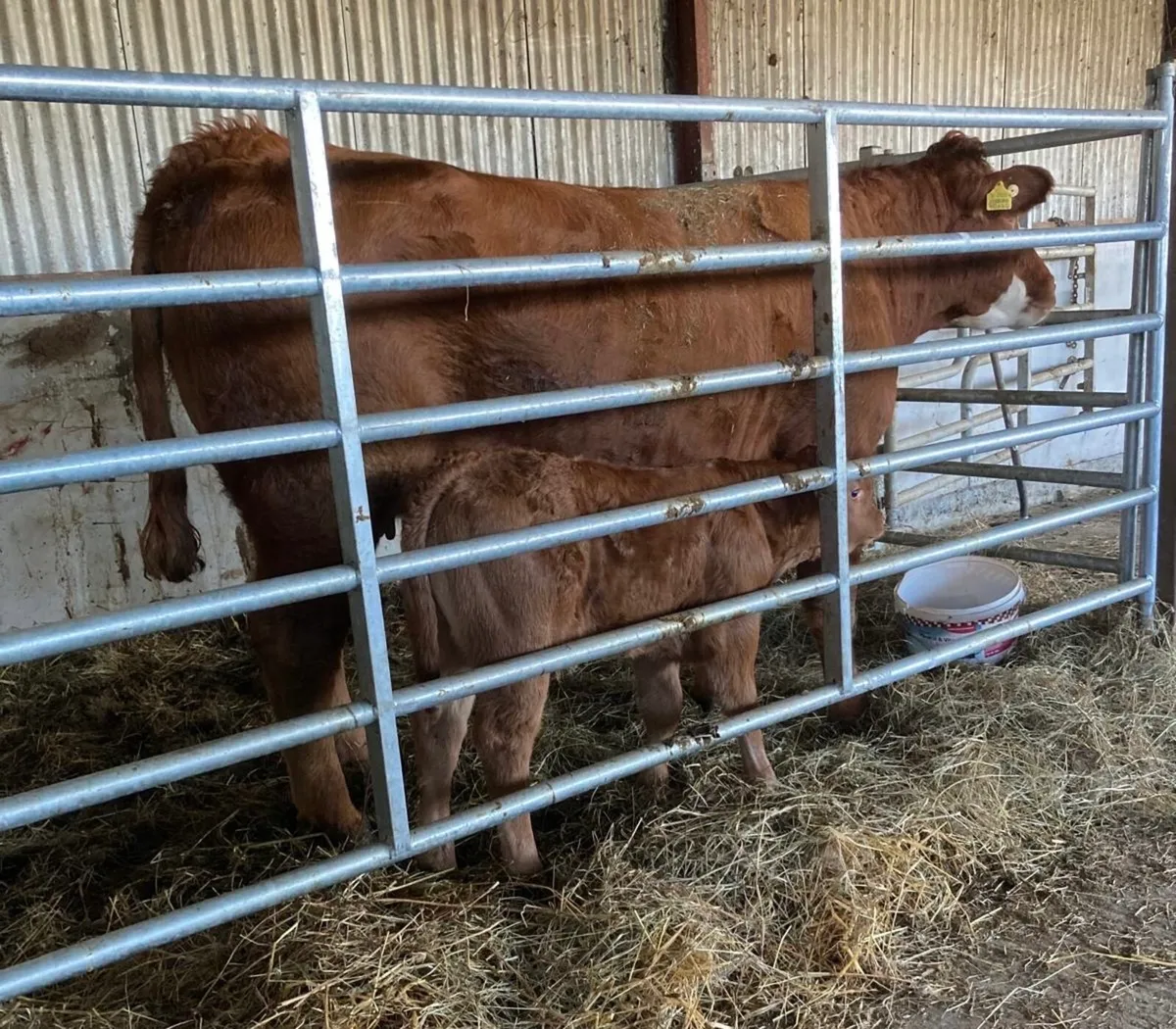 1st Time Cow and Calf , 2 Limousin Springers - Image 3