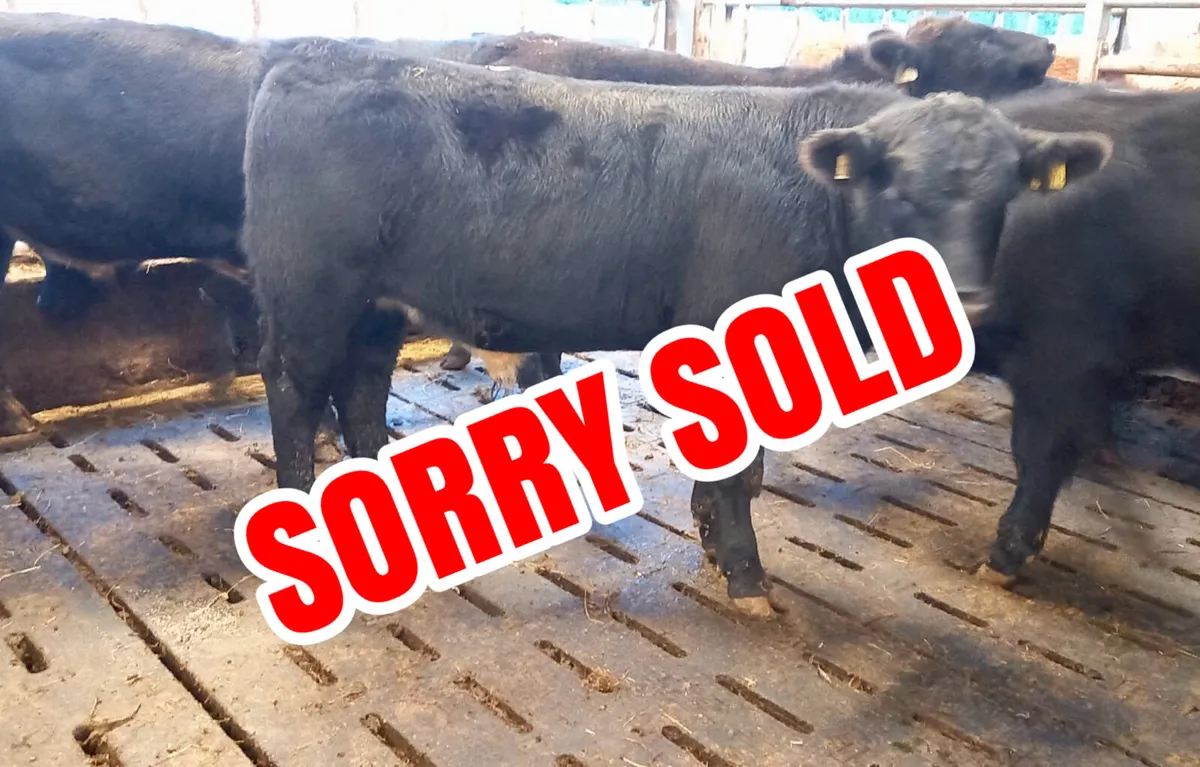 Donegal  Angus  @ Leinster Livestock - Image 1