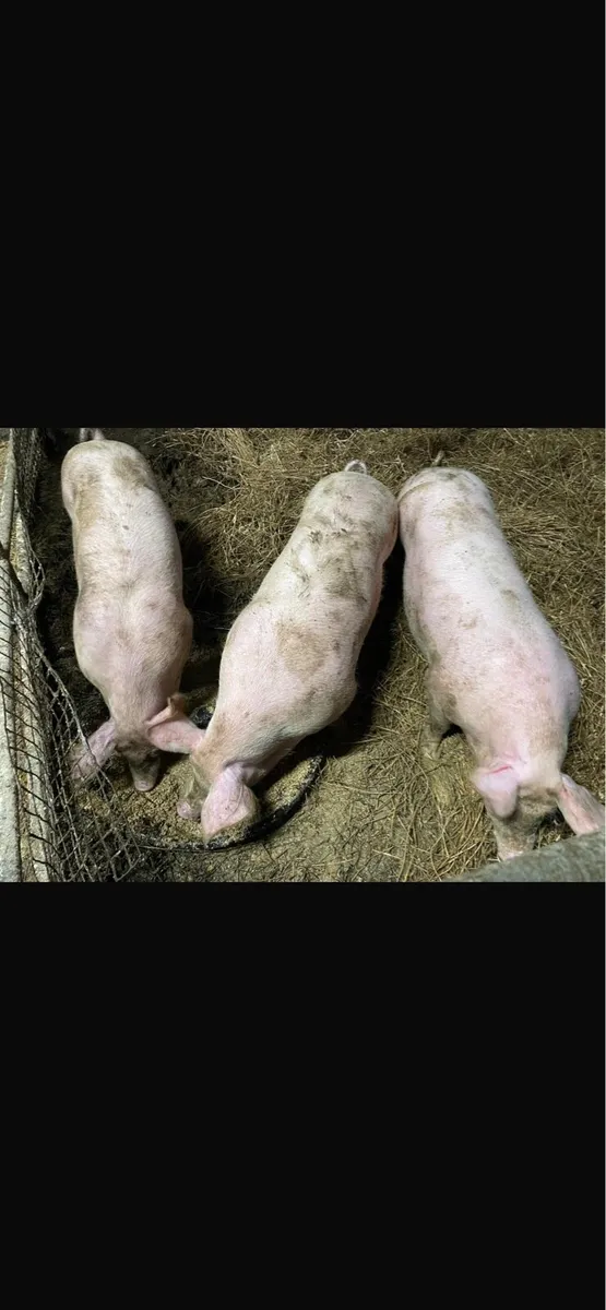 Fat Pigs - Image 1