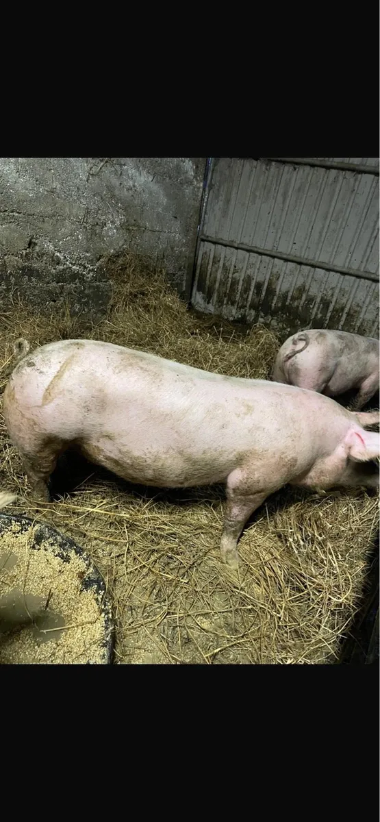 Fat Pigs - Image 2