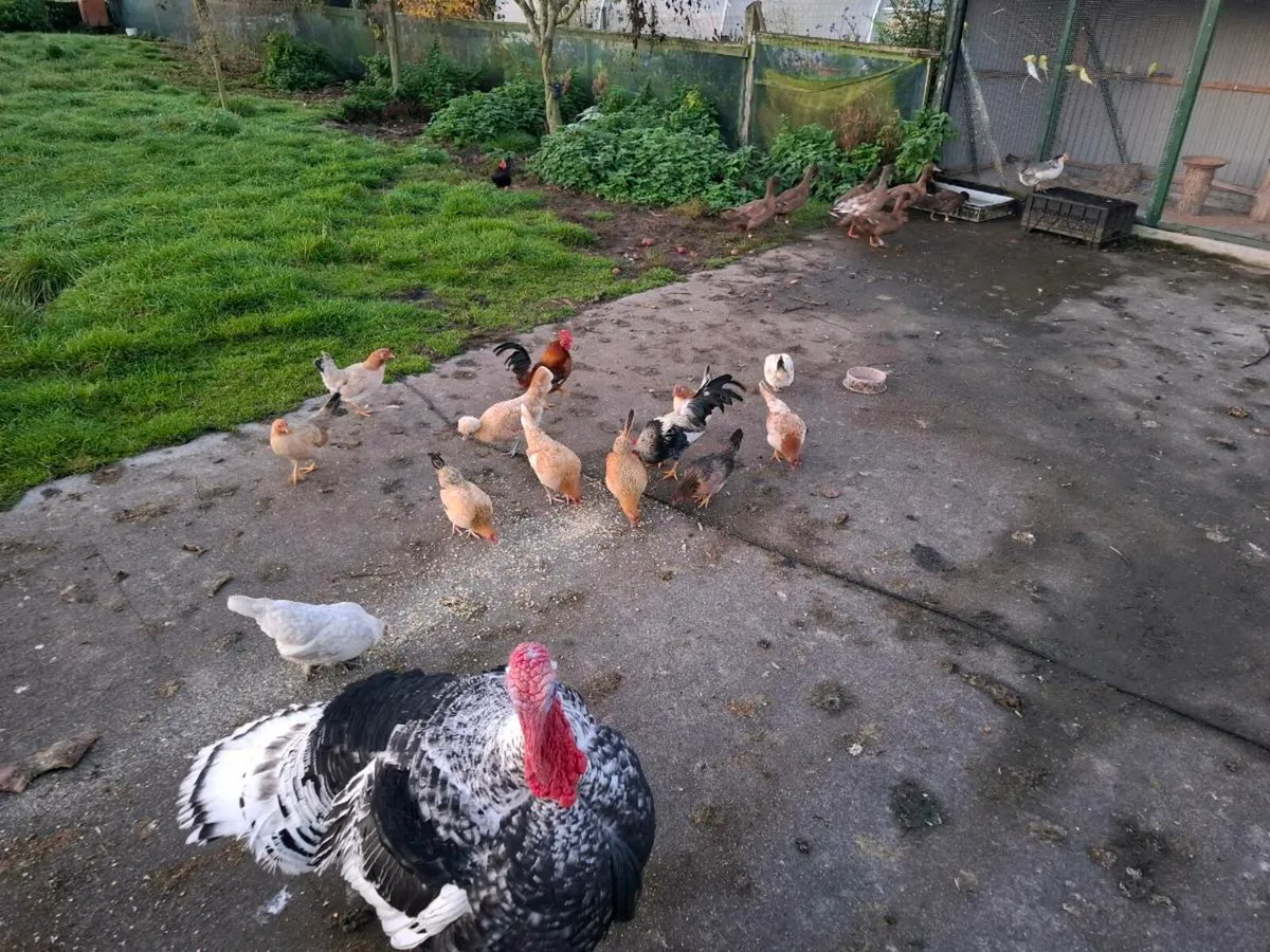 Bantans - Image 1