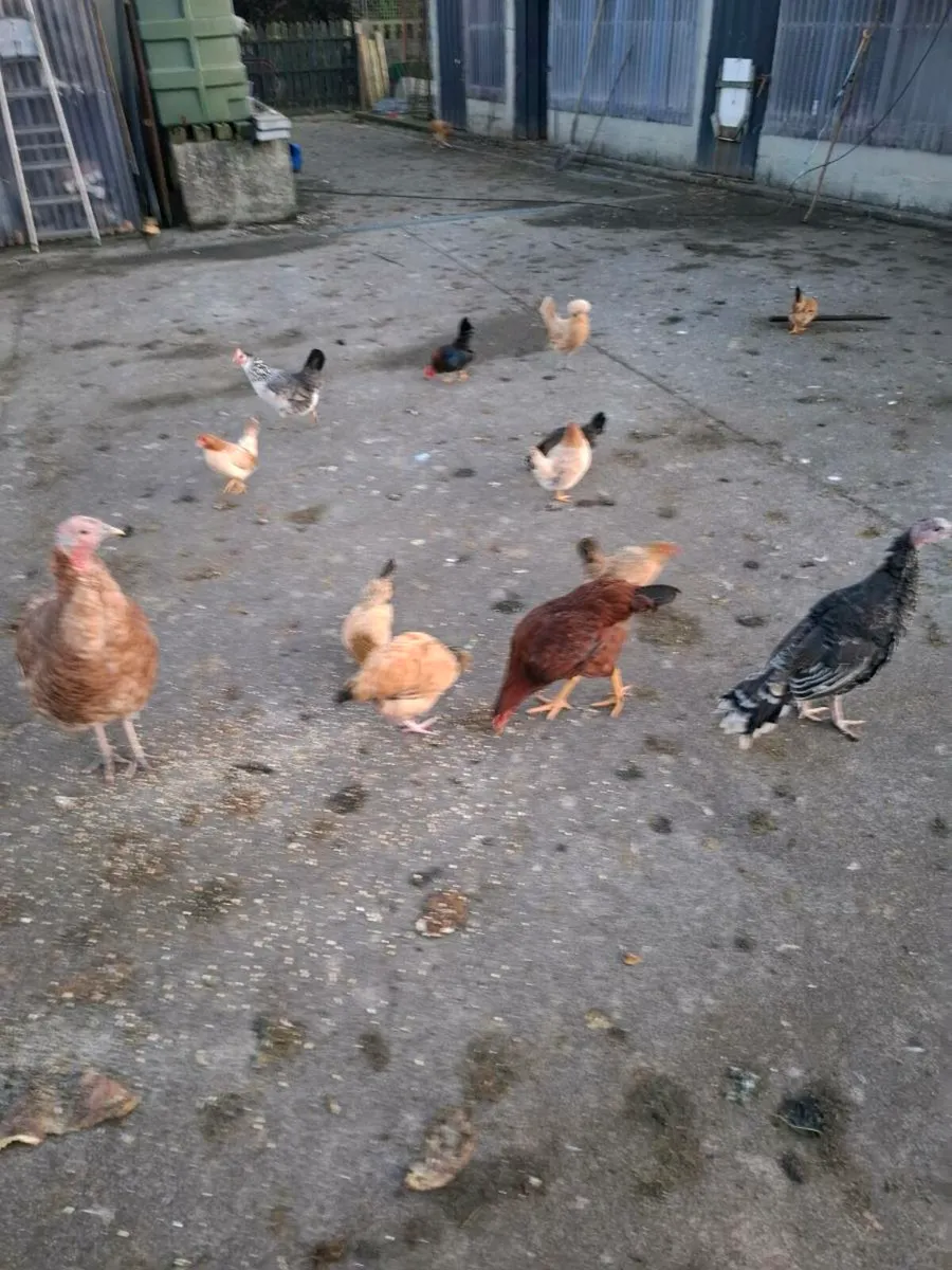 Bantans - Image 2