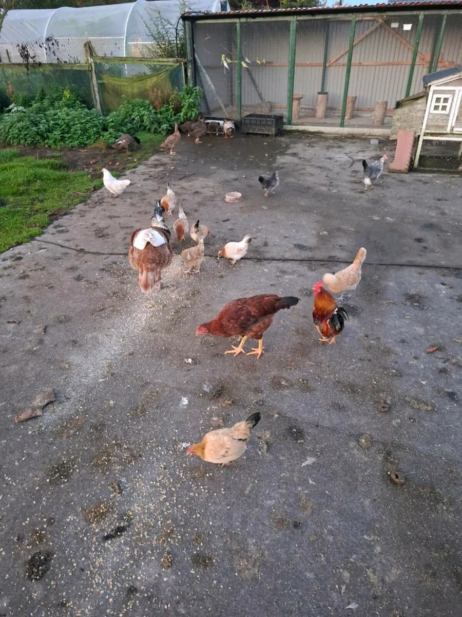 Bantans - Image 3