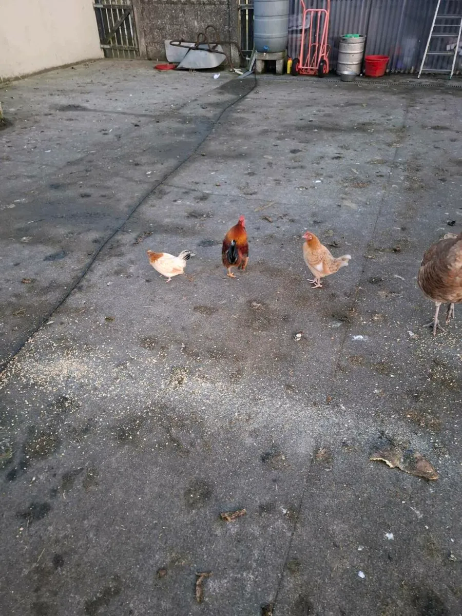 Bantans - Image 4