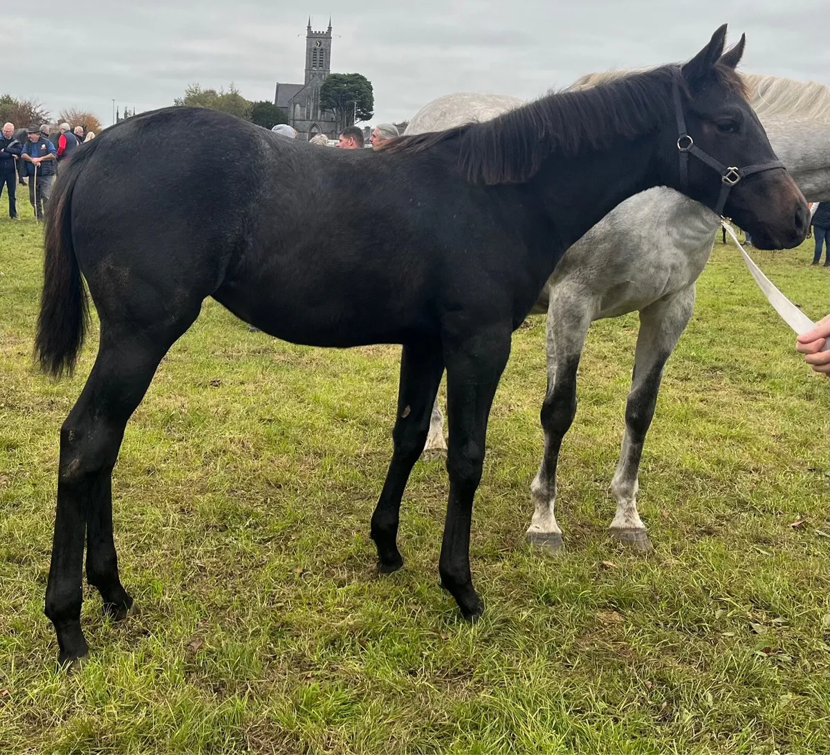 Outstanding Filly Foal for sale!! - Image 1