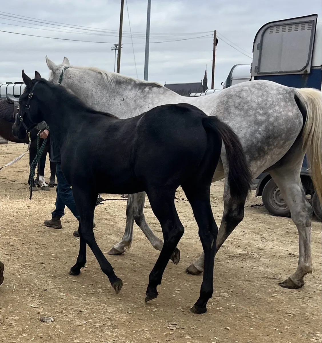 Outstanding Filly Foal for sale!! - Image 2