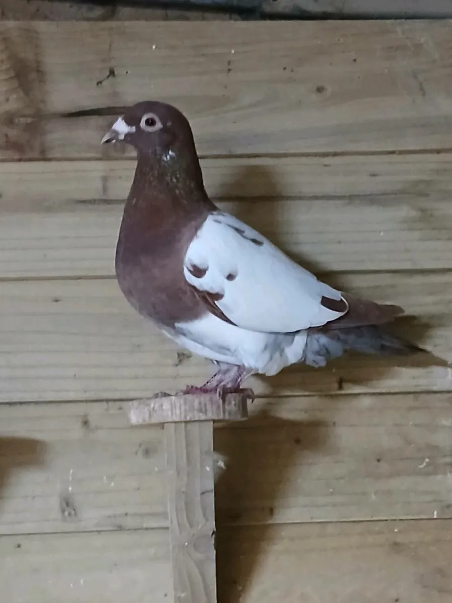 Coloured pigeons - Image 1