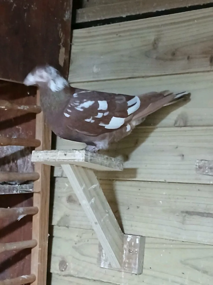 Coloured pigeons - Image 2