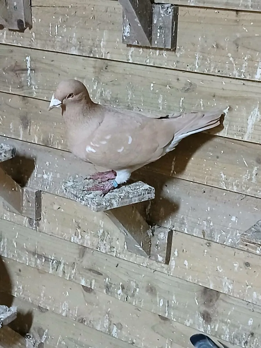 Coloured pigeons - Image 3
