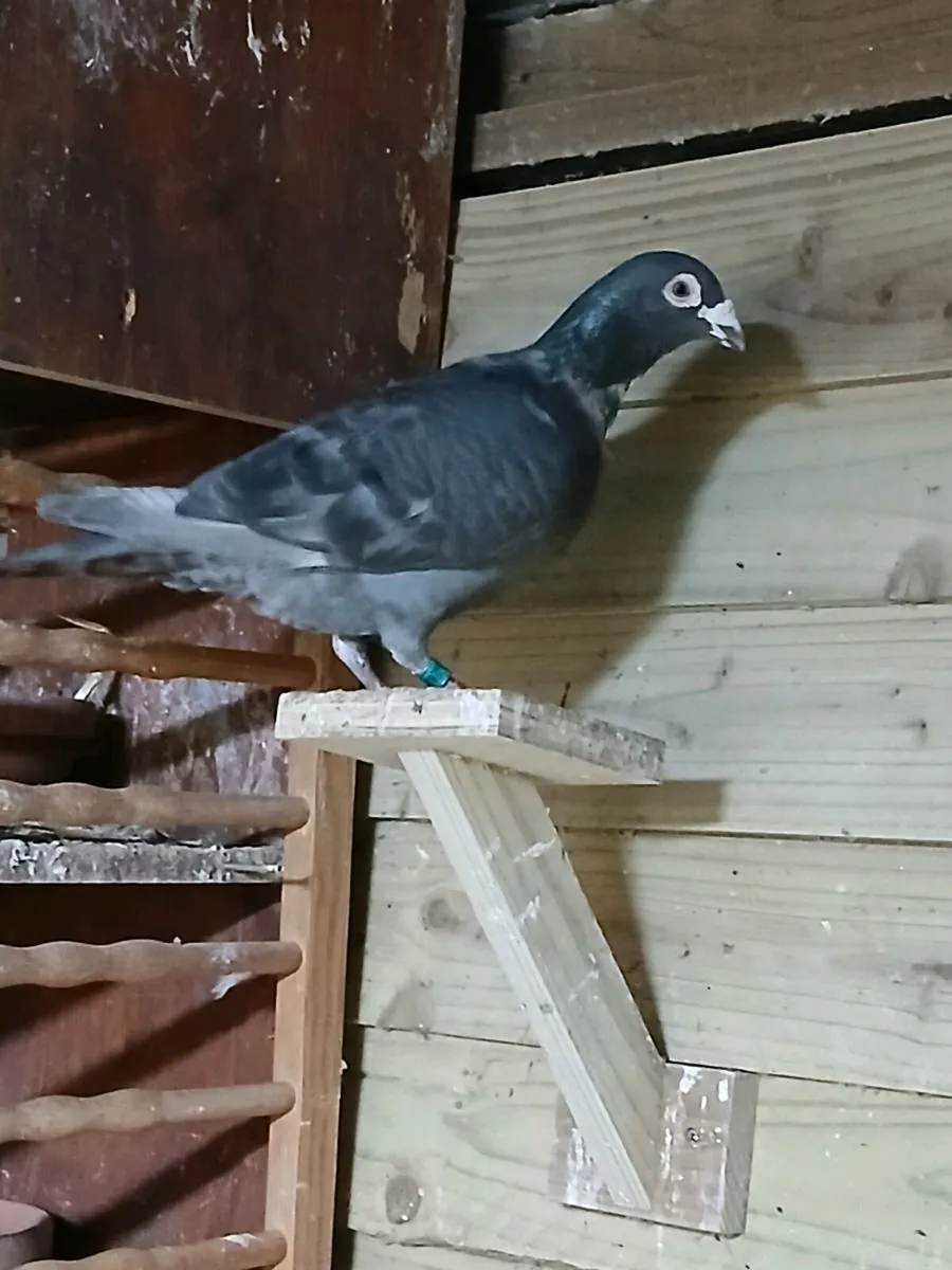 Coloured pigeons - Image 4