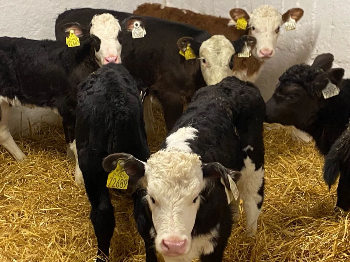 AA & HE Heifer Calves - Image 1