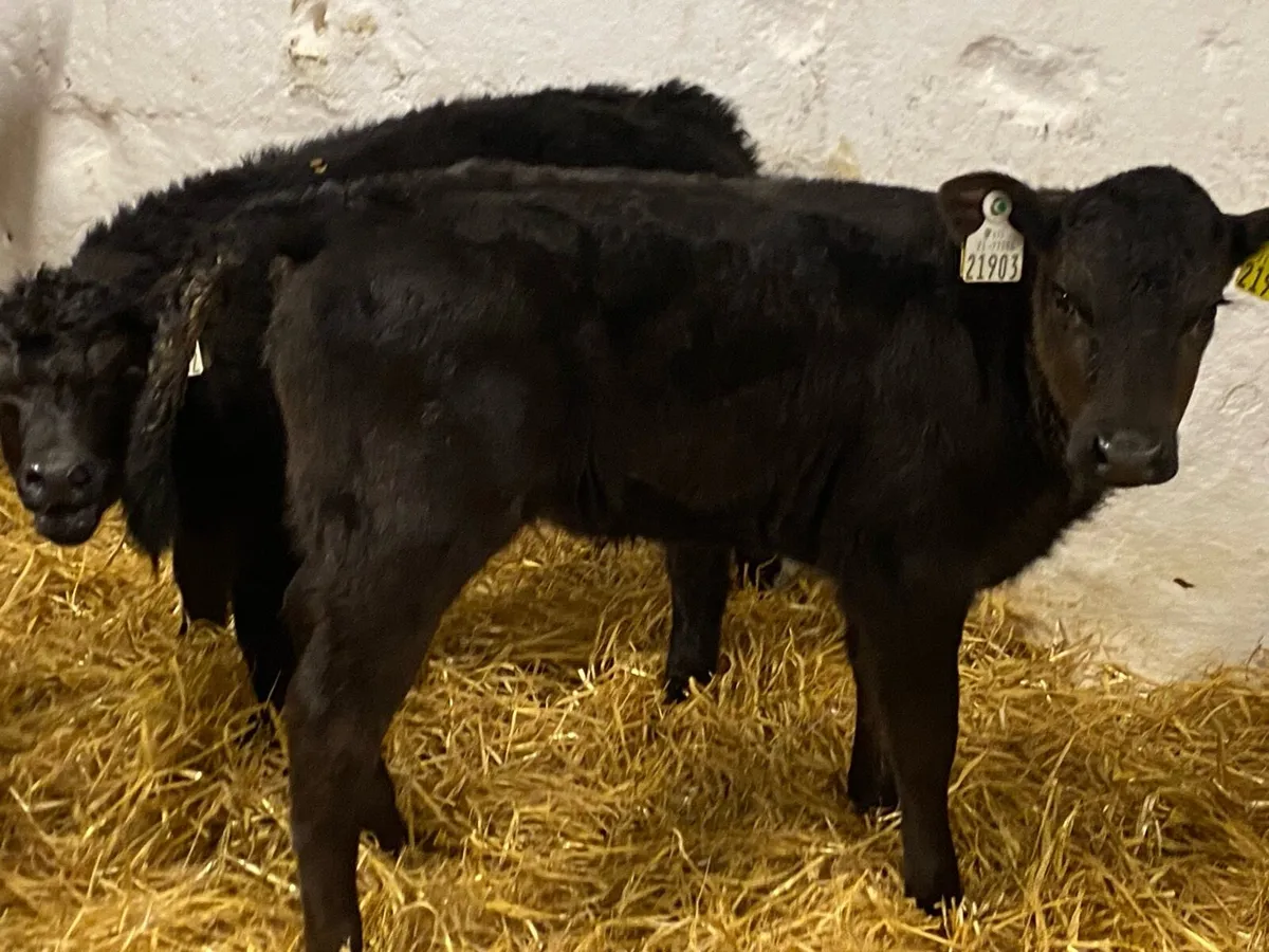 AA & HE Heifer Calves - Image 2