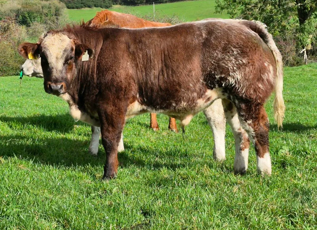 Show bull macroom mart 25th oct - Image 1