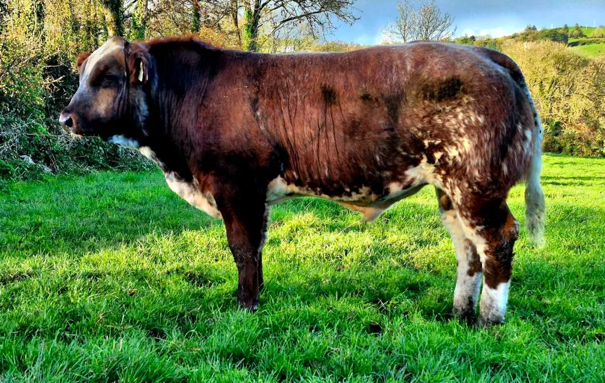 Show bull macroom mart 25th oct - Image 2