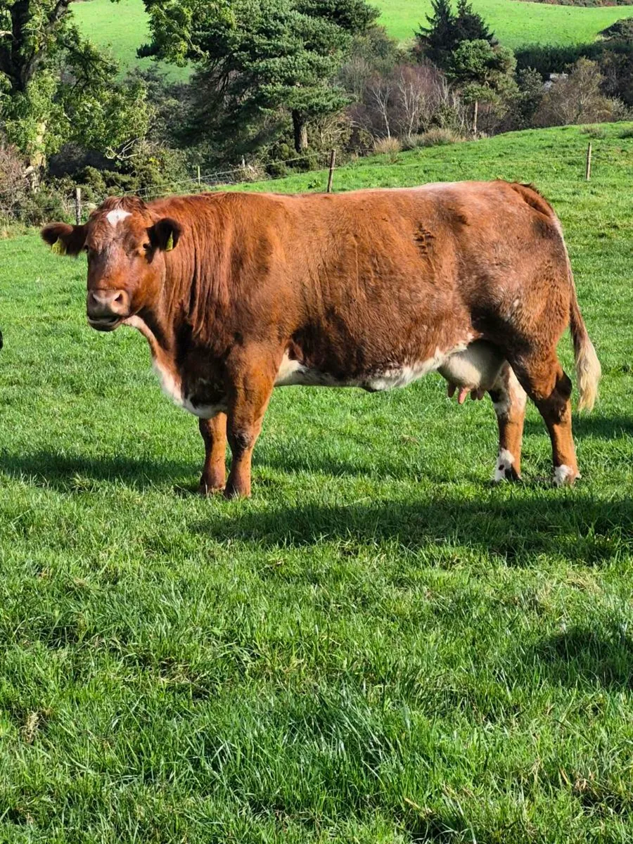 Show bull macroom mart 25th oct - Image 3