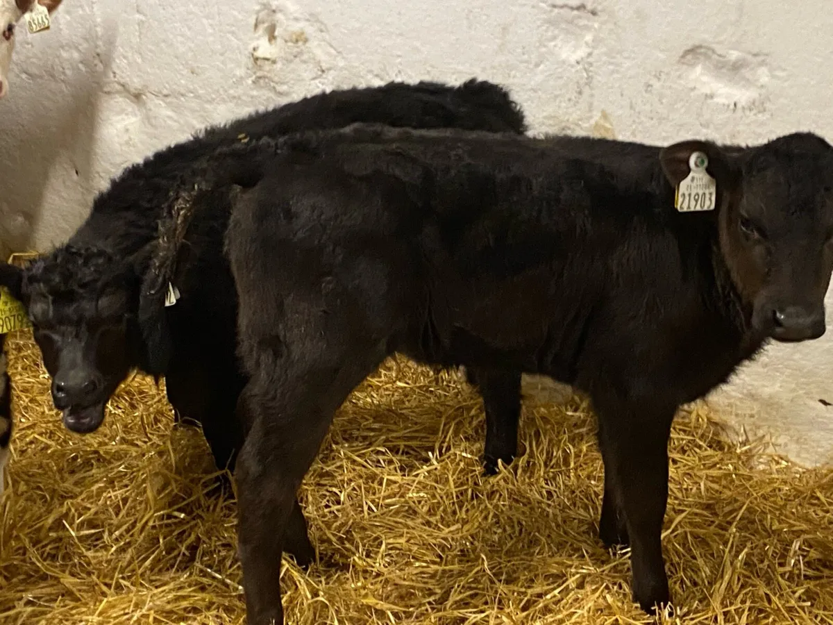 AA & HE Heifer Calves - Image 3