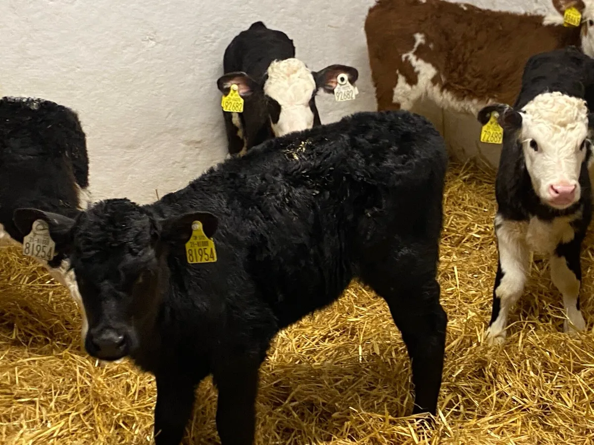 AA & HE Heifer Calves - Image 4
